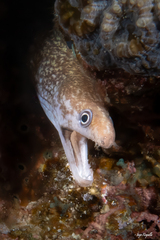 Pharaoh's Moray photo 3