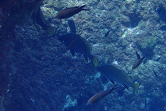 Sciaena umbra