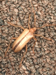 Centrodera