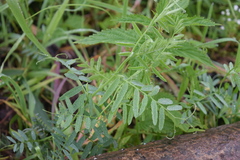 Vicia cassubica