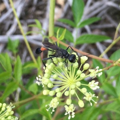 Ammophila evansi