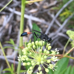 Ammophila evansi