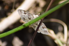Sameodes