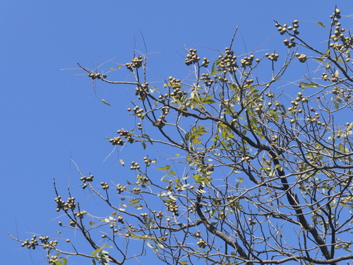 Image of Nepali Hog-Plum (Choerospondias axillaris) by (c) Sagnik Dutta Roy, some rights reserved (CC BY)