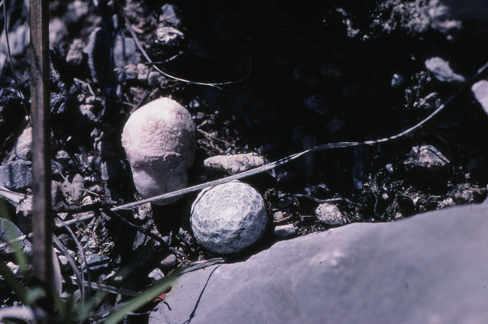 Imagem de Cacto-bola