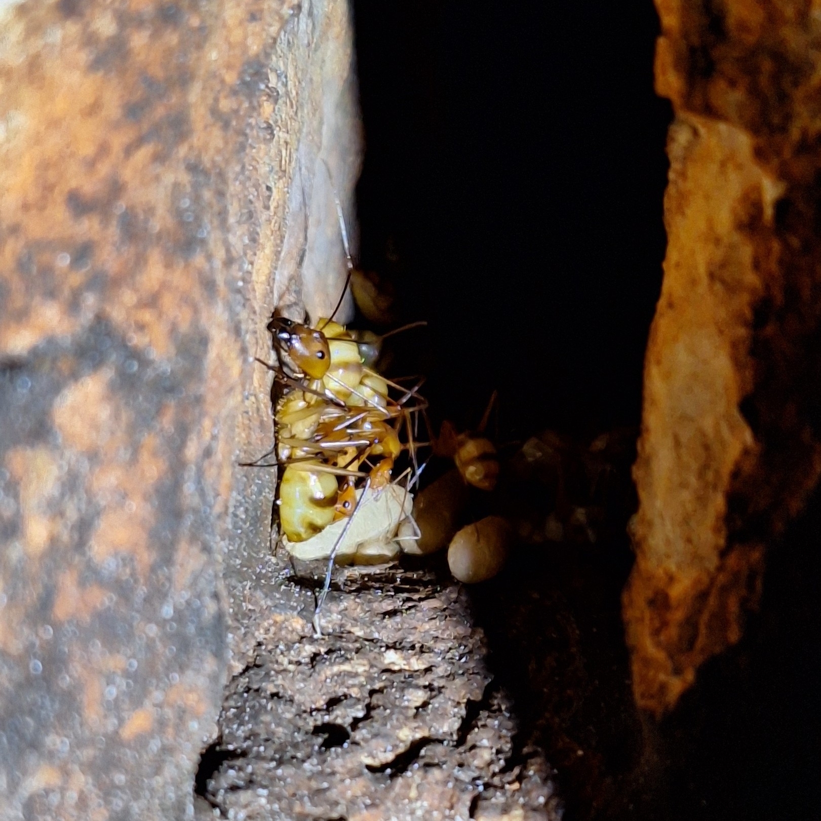 Camponotus sirindhornae