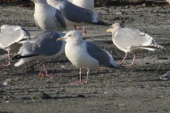Larus glaucoides