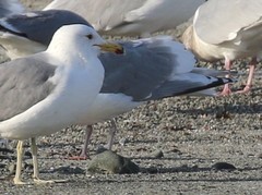 Larus glaucoides