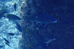 Sciaena umbra