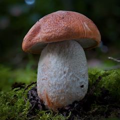 Leccinum ponderosum