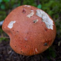 Leccinum ponderosum