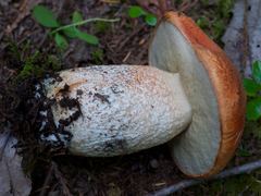 Leccinum ponderosum