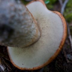 Leccinum ponderosum