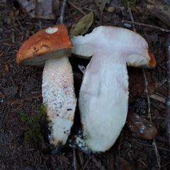 Leccinum ponderosum
