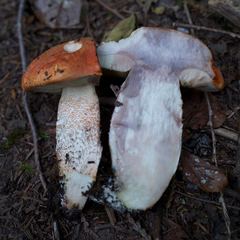 Leccinum ponderosum
