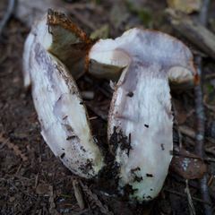 Leccinum ponderosum