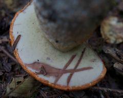 Leccinum ponderosum