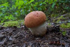 Leccinum ponderosum