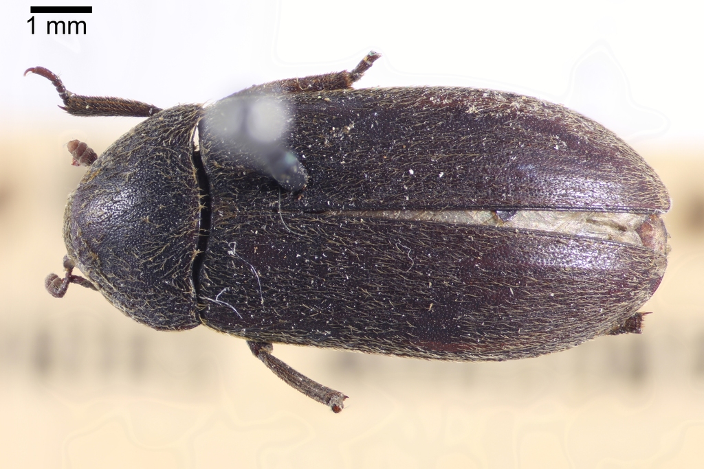 Black Larder Beetle