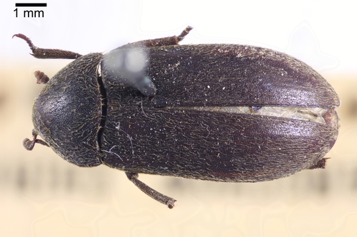 Black Larder Beetle