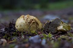 Truncocolumella citrina