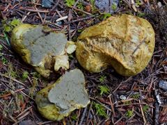 Truncocolumella citrina