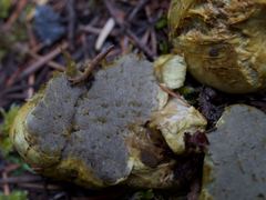 Truncocolumella citrina