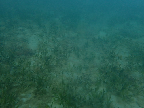 Image of Halophila australis by (c) ttsquid, some rights reserved (CC BY)