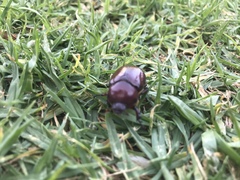 Phyllognathus excavatus