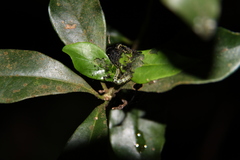 Gymnoscelis tristrigosa