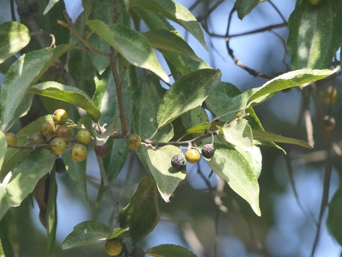 Image of Ziziphus incurva by (c) Sagnik Dutta Roy, some rights reserved (CC BY)