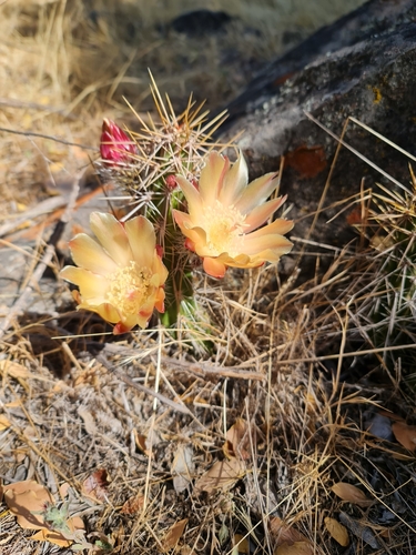 Austrocactus spiniflorus