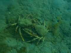 Leptomithrax gaimardii