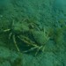 Leptomithrax gaimardii