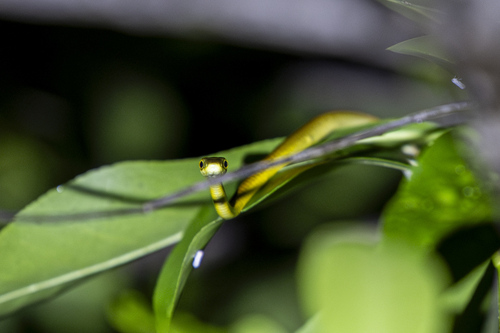 Common Tree Snake sighting