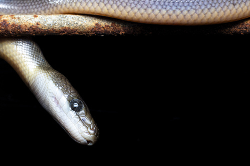 Water Python sighting