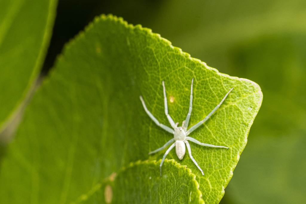 Gephyrota limbata