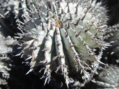 Euphorbia polygona