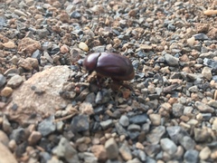 Phyllognathus excavatus