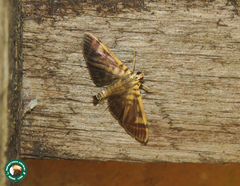 Spilomela receptalis