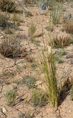 Bobartia macrospatha
