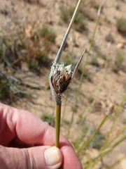 Bobartia macrospatha