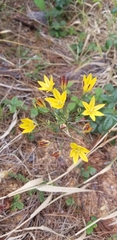 Triteleia ixioides ixioides