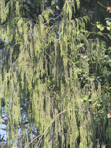Image of Cupressus cashmeriana by (c) Sagnik Dutta Roy, some rights reserved (CC BY)