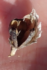 Bobartia macrospatha