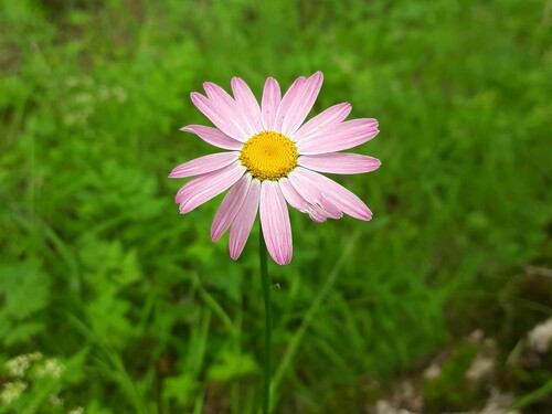 Pyrethrum