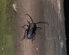 Prionus insularis