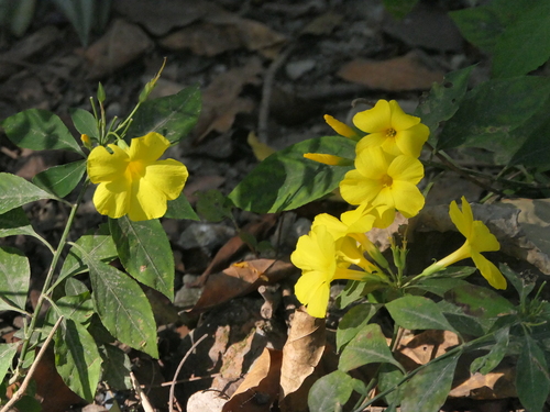 Reinwardtia indica (Reinwardtia indica)