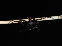 Prionus insularis