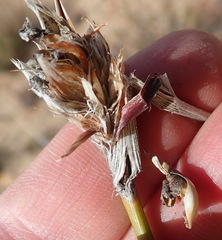 Bobartia macrospatha